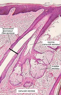 Реферат: Волосяные фолликулы и сальные железы